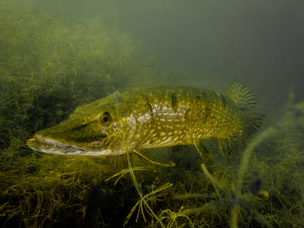 Een zoetwatersnoek, uit het verenigingsarchief